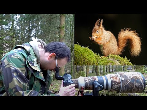 How to Photograph Red Squirrels  - Photography Tips & Techniques (Canon 1DX & EF 500mm f/4 Lens)