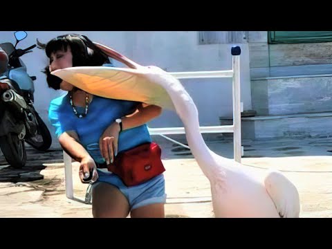 Why Some Animals and Even Humans Hate Pelicans