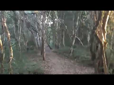 Theta pure waves ( nature's dream )