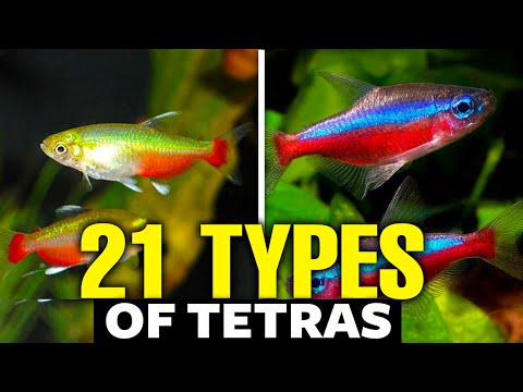 21 Types of Tetras For Aquariums ????