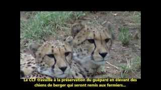 4 Guépards ambassadeurs au Cheetah Conservation Fund - CCF  en Namibie
