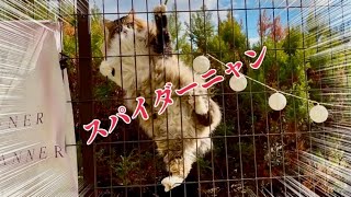 またも脱走💦新たな野良猫現る…【元野良猫まるとら&ぽこまる】