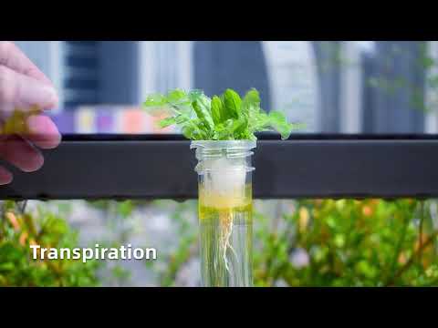 Набор для экспериментов Выращивание Растений - Ботанические эксперименты (УКР) - фото 1 - id-p2712373371