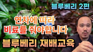 2025년)블루베리는 어떤 양분을 가장 신경써서 줘야할까? | 연생별로 다른 양분 공급량 | 블루베리 재배교…