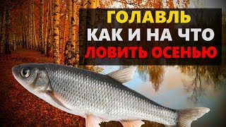 Ловля голавля спиннингом в октябре с берега