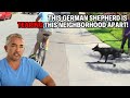 How To Calm Down A Frantic German Shepherd Cesar 911 Season 2 Ep 4 Part 1