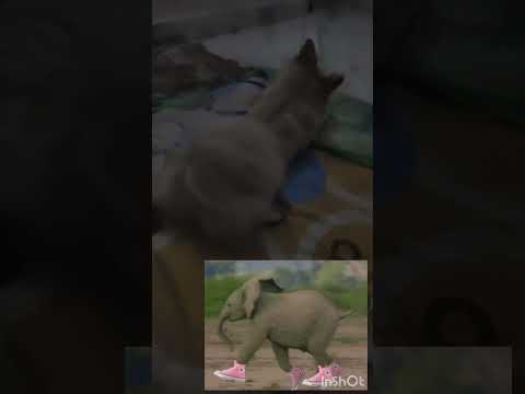 (Jimi Vlog Start Holo)👌👌👌@Swatisona-u8s @shyamashrichannel123 @HeyItsSarai