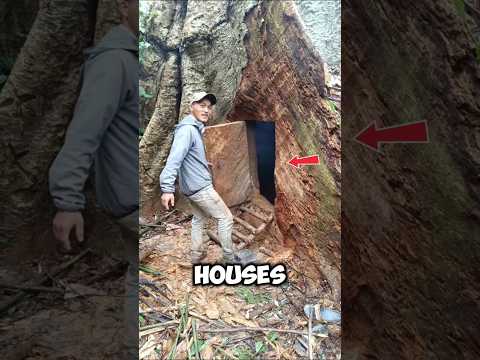 Riesci a immaginare di vivere dentro un albero 😨