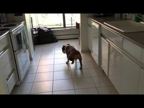 Dog is pretty good at the Moonwalk.