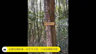 20230304樟之細路～出關古道出雲段(RSA47)