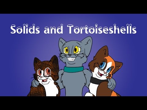 Cat Colour Genetics: Pt 1 - Solids and Tortoiseshells