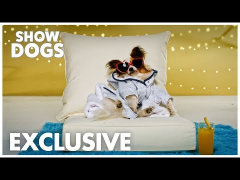 Show Dogs (TV Spot 'Beauty By Philippe')