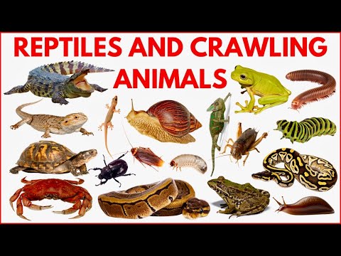 Reptile and Crawling Animals for Kids | Learn Reptiles  & Crawling Animals in English with Pictures