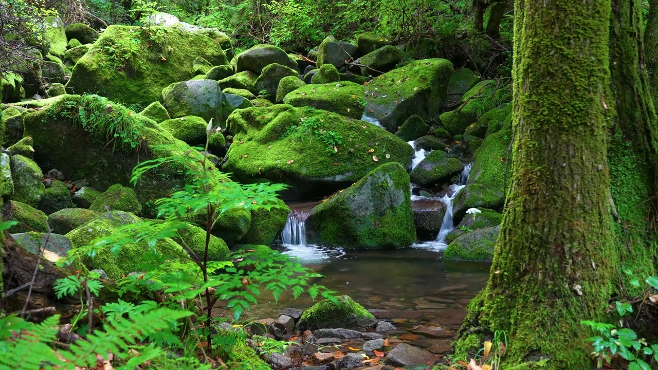 Fantastic Forest Atmosphere, Stream Sounds, Birds Chirping