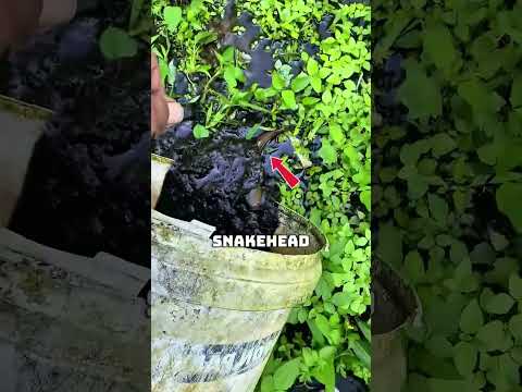 A Snakehead Fish Appears in the Bucket