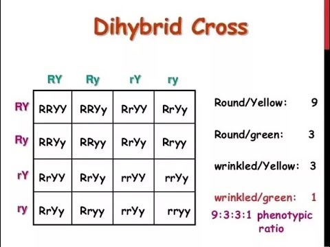 Dihybrid Cross | How to write a Dihybrid Cross in Exam | Genetics and Inheritance