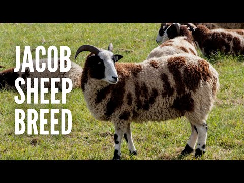 , title : 'Jacob Sheep: All About This Old-World Sheep Breed'