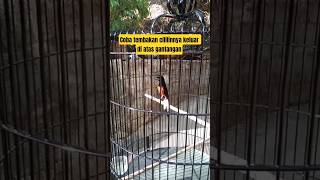 Download lagu Muraibatu isian cililin ngerol panjang #rajanabirdfarm #pancinganmuraibatu #masteranmuraibatu #murai mp3