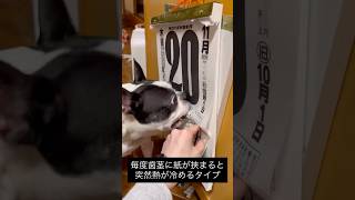 日めくりカレンダーめくる犬 #ボストンテリア