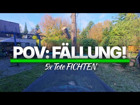 POV: Fichten-Fällung XXL – 5 Tote Bäume in einem Tag!