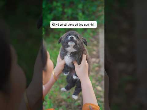 Chú chó bị lấy mất vòng cổ và cái kết #shorts