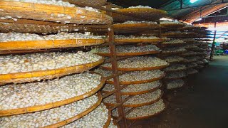Silk Worm farming and harvesting process - How is silk made in China? silk production process steps