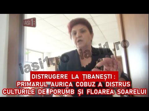DISTRUGERE LA TIBANESTI : PRIMARUL AURICA COBUZ A DISTRUS CULTURILE DE PORUMB SI FLOAREA SOARELUI