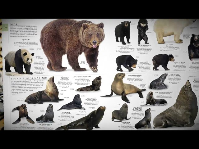 Vídeo relacionado con El libro de la naturaleza Nueva edición: Enciclopedia del mundo natural en imágenes (Enciclopedia visual)