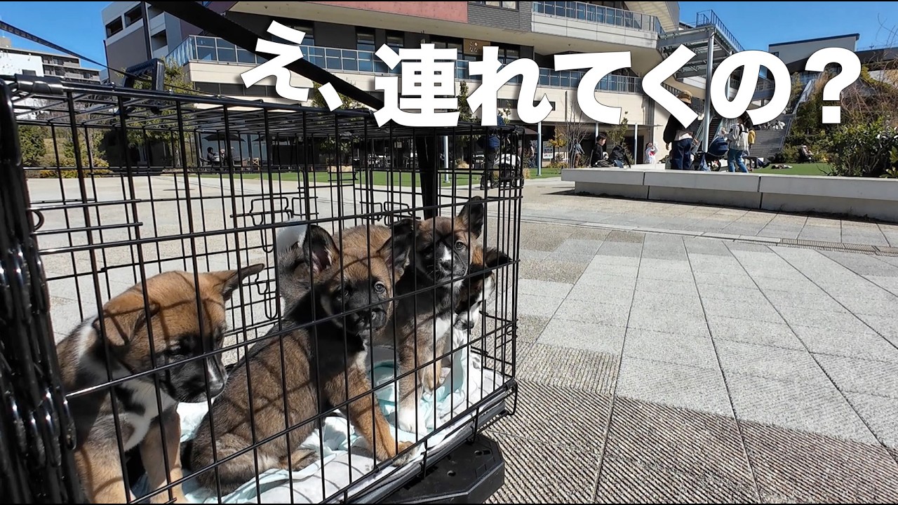 野犬の子犬4匹、初めての人混みと犬だらけの中へ連れて行ったら…（保護2週間目）