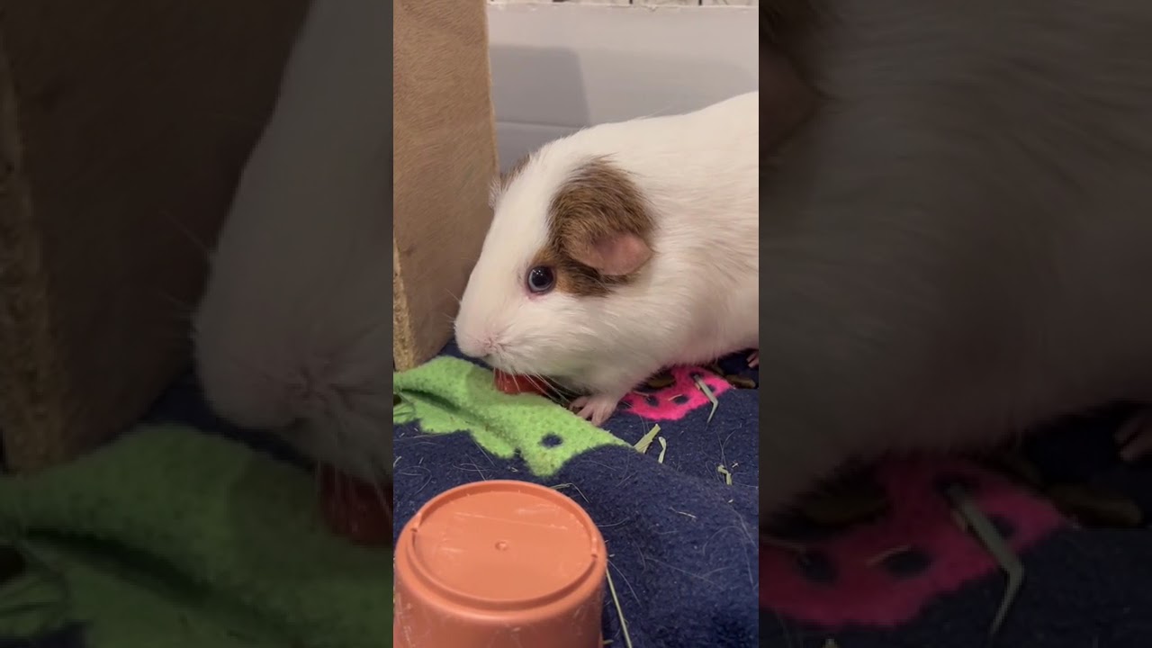 Enlarge Emma, a Adoptable Guinea Pig in South Burlington, VT video 6/6