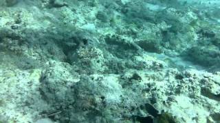 preview picture of video 'Cayo Coco Beach Cuba UnderWater - Fish'