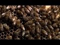 Zom-bee watch: Killer parasite turns bees into zombies
