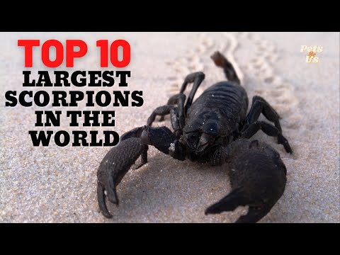 🔝 TOP 10 Largest Scorpions 🦂 On Earth | The biggest scorpions in the world (2023) | Pets and Us