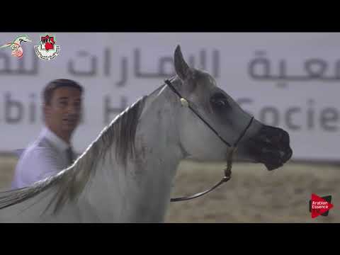 N 217 D MUWADAH   Emirates AHBC