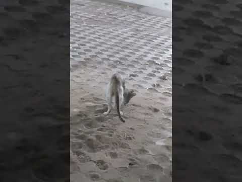 My cat ...potty time and concealing too..