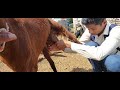 Milking ️