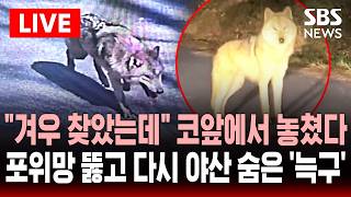 [????속보] 벌써 엿새째 늑구 겨우 찾았는데 코앞에서 놓쳤다..대치 끝에 포위망 뚫고 도주 다시 야산으로 | SBS 실시간 라이브