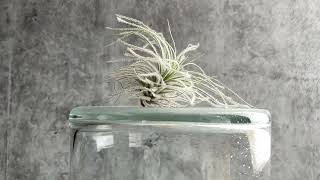 How to Water Tillandsia Tectorum - Air Plants with Large Trichomes.