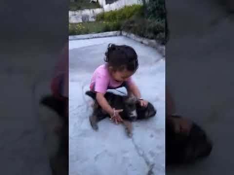 Dhanu playing with dog