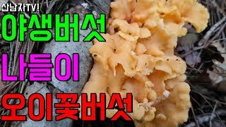앞 산에 올라 만난 귀한 야생 식용 버섯 오이 꽃 버섯 외꽃버섯 꾀꼬리~산남자 산행 자연 건강 항암 mush…