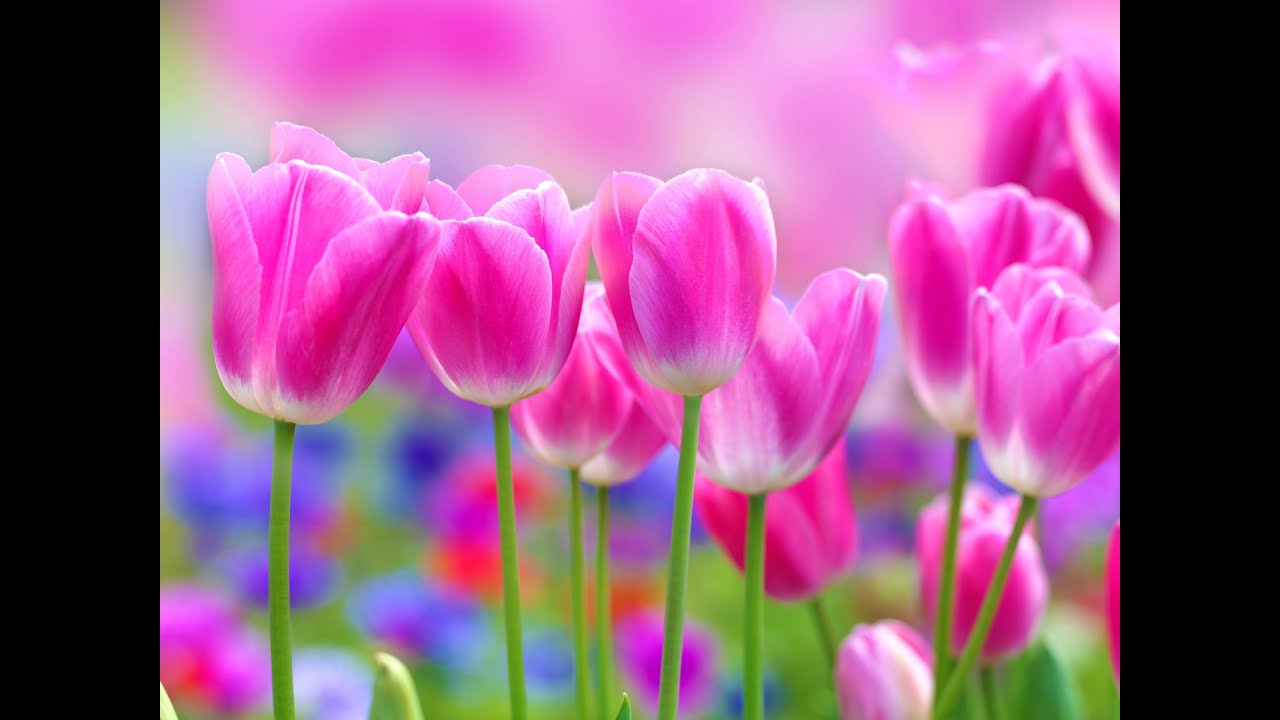 【モノラルビート】　高周波ガンマ波　脳の認知機能活性化　頭脳明晰、直観力、鬱病治療、ADD(注意欠陥)、ADHD(注意欠陥・多動性障害)　High-frequency gamma waves