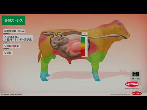 熱は牛の腸に影響を与える