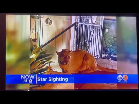 KCAL 9 News at 8pm Sunday open October 9, 2022