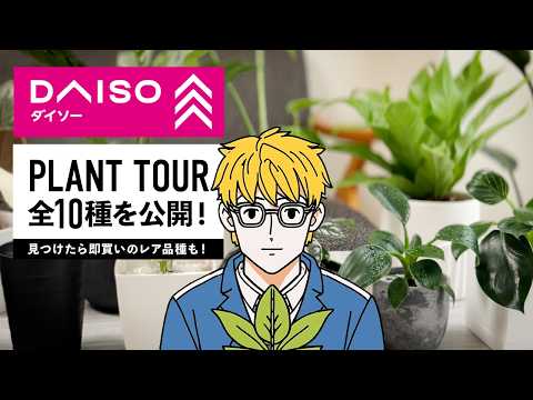 豊富な開花が常に非常に見事で、成長が簡単なクリビアを奪わないでください。