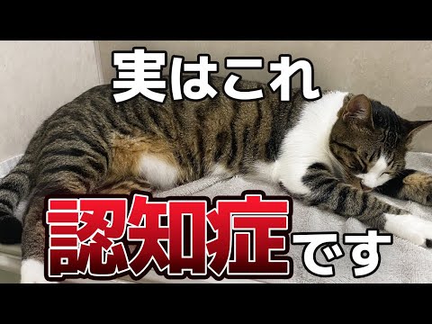 猫の老人性認知症 - 症状と治療法