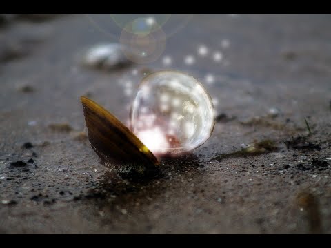 Gocce di nardo - UNA VITA PIENA DI GIOIA - Giovedì 14 Maggio 2020