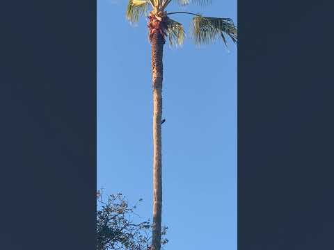 Woodpecker | Picidae