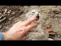 Cute Gray Kitten Wants To Play By Biting My Hand In Gentle