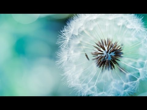 Barcode Brothers - Ambient | Microcosmos Music Video | with lyrics