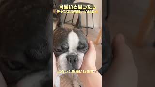 おちょぼ口可愛い😆（笑）#shorts　　　　　　　　　　　　　　　　　　　　　　　"Your puckered lips are cute."